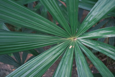Close-up of palm leaf