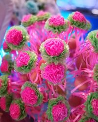 Full frame shot of pink flowers