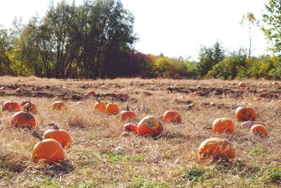 View of pumpkins on field against sky