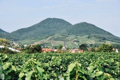 Scenic view of agricultural field by mountains against sky