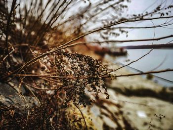 Close-up of dried plant