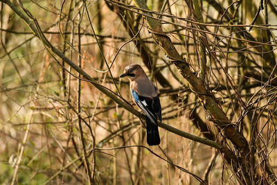Bird perching on branch