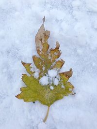 Close-up of frozen plant on snow covered land