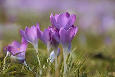 Close-up of purple crocus blooming on field