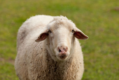 Close-up portrait of a sheep on field