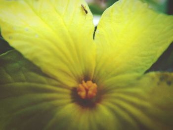 Close-up of yellow flowering plant