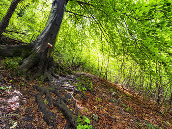 Trees growing in forest