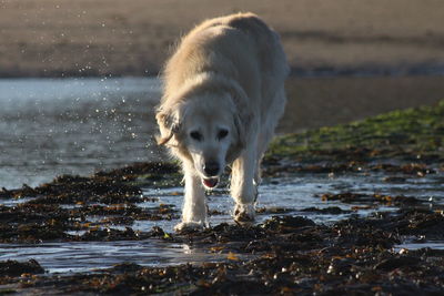 Low angle view of dog at sea shore