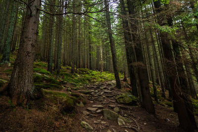 Trees growing in forest