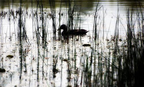 Ducks swimming on lake