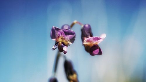 Close-up of flowers against sky