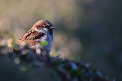 Close-up of bird perching outdoors