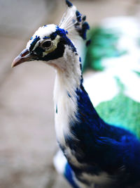 Close-up of a bird