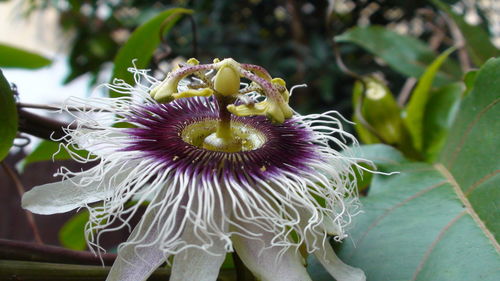 Close-up of purple flowering plant