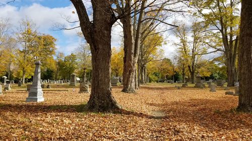 Trees in park during autumn