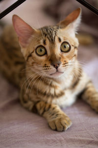 Close-up portrait of a cat