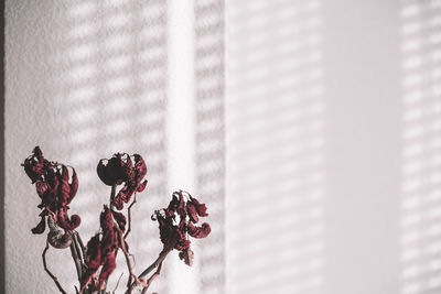 Close-up of red flowering plant