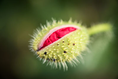 Close-up of flower bud