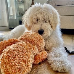 pet