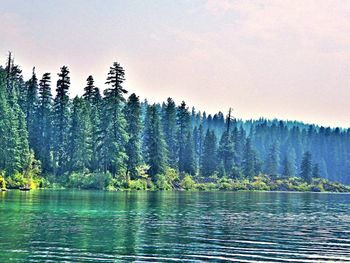 Panoramic view of pine trees by lake against sky