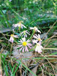 Close-up of white flowers blooming on field