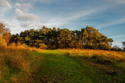 Scenic view of field and trees against sky