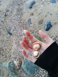 High angle view of hand holding seashell at beach