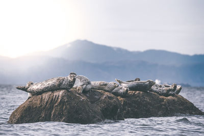 Harbor seal relaxing on rock amidst sea