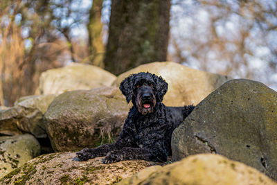 View of dog on rock