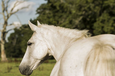 Close-up of horse on field