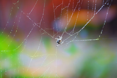 Close-up of spider on web