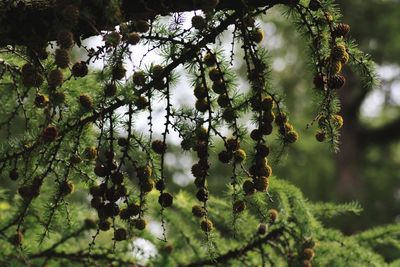 Pine cones growing on tree