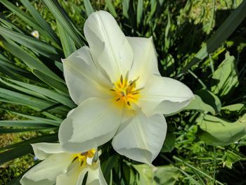 Close-up of flower blooming outdoors