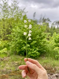 Hand holding flowering plant