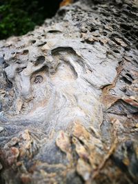 Close-up of tree trunk