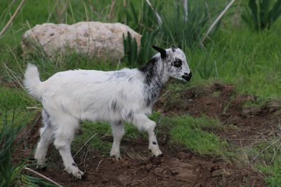 Sheep standing on field