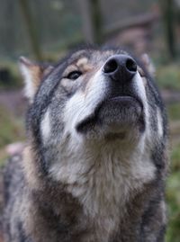 Close-up portrait of a dog