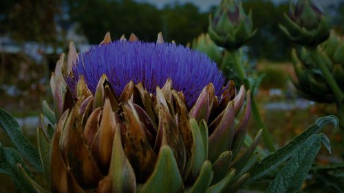 Close-up of purple flowering plant