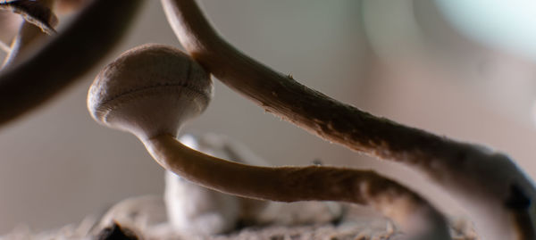 Low angle view of plant growing outdoors