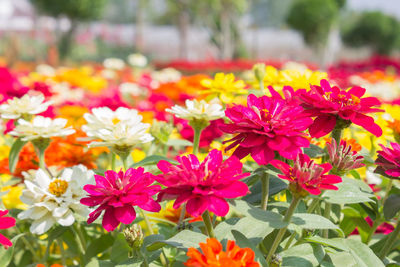 Close-up of pink flowering plants in park