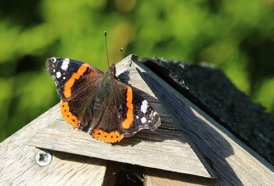 Close-up of butterfly on wood during sunny day