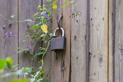 Close-up of padlocks on old wooden door