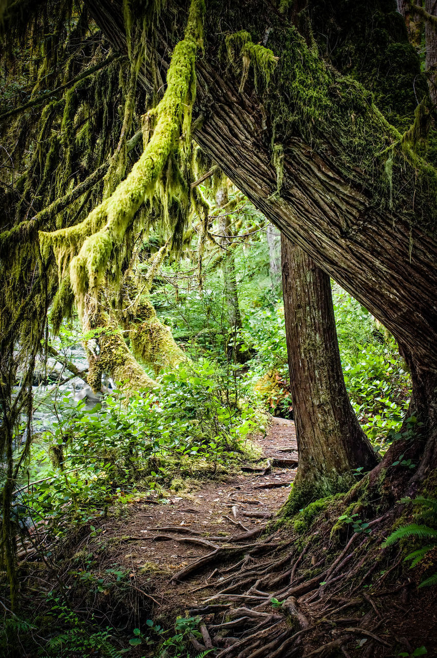 VIEW OF TREE TRUNKS IN FOREST