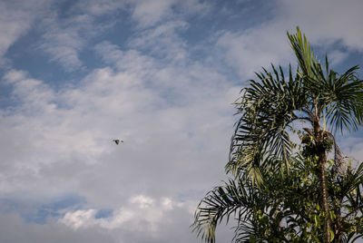 Low angle view of palm tree against sky