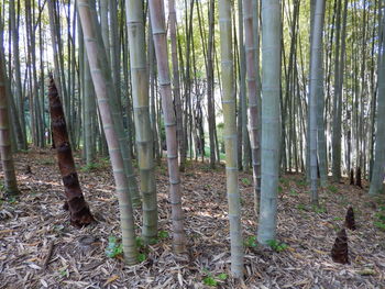 Bamboo trees in forest