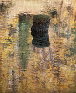 High angle view of a duck in a lake