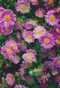 Close-up of purple flowers