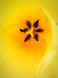 Close-up of yellow flower