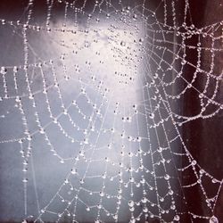 Close-up of spider web
