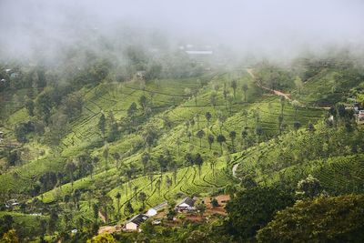 High angle view of trees growing on field